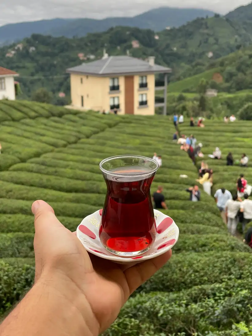 Rize tea garden