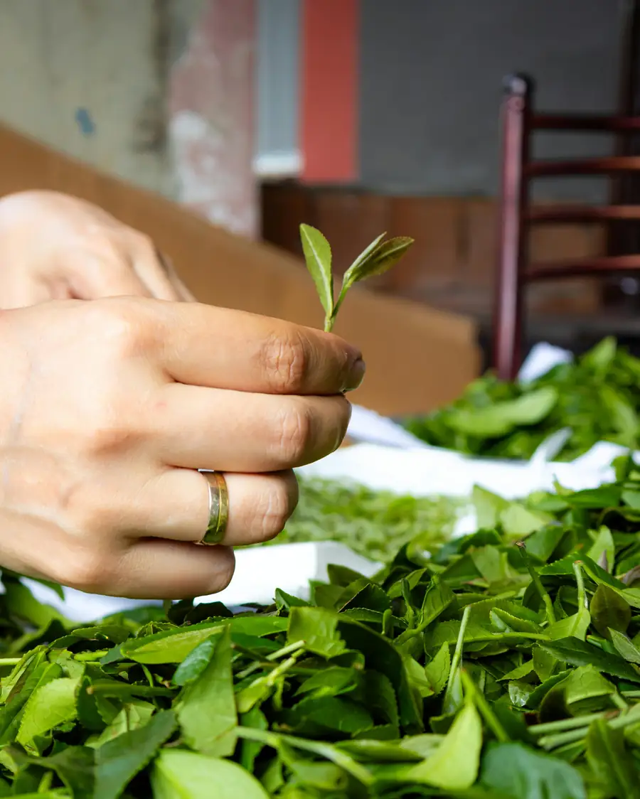 Fresh tea shoot